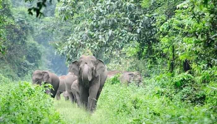 ആനയെ ആകർഷിക്കാൻ ഇളം പുല്ല് വളർത്താൻ മലമേടുകൾ കത്തിച്ച് വനം വകുപ്പ്