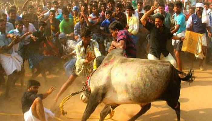 ജല്ലിക്കെട്ട് പരിശീലനത്തിനിടെ കാളകൾ വിരണ്ടോടി; അൻപതോളം പേർക്ക് പരിക്ക്