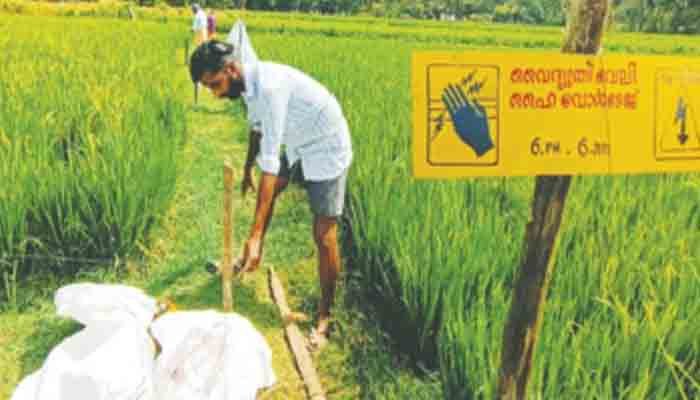 കാട്ടുപന്നി ശല്യം : നാട്ടുകാര്‍ വൈദ്യുതി വേലി സ്ഥാപിച്ചു