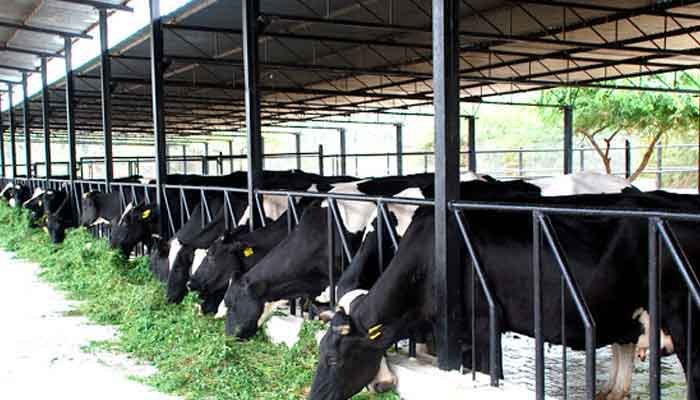 കോട്ടയം: ക്ഷീരകർഷകർക്കായി ഓൺലൈൻ പരിശീലനം