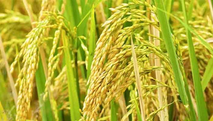 കോട്ടയം: നെൽകൃഷി സമൃദ്ധമാക്കാൻ നിരവധി പദ്ധതികൾ പുഞ്ചകൃഷി നിറഞ്ഞ് 12374.ഹെക്ടർ നെൽപ്പാടങ്ങൾ