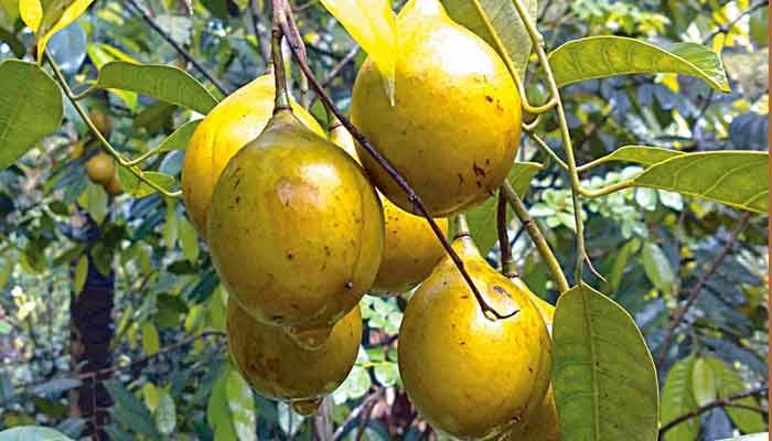 ഇടുക്കി: ജാതി തൈ-അംഗീകൃത നഴ്‌സറികളില്‍ നിന്നും ടെണ്ടര്‍ ക്ഷണിച്ചു