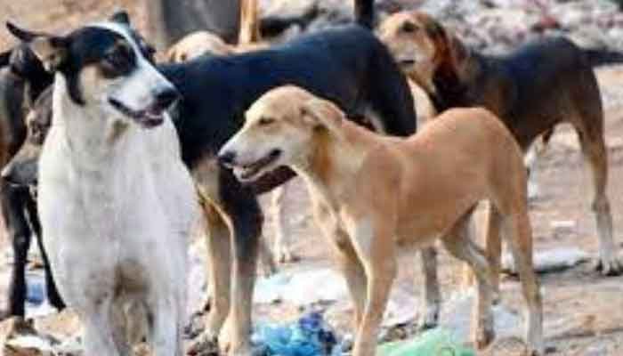 മലപ്പുറം: തെരുവുനായകള്‍ക്ക് പ്രതിരോധ കുത്തിവെയ്പും മൈക്രോചിപ്പിങും പദ്ധതിക്ക് പൊന്നാനിയില്‍ തുടക്കം