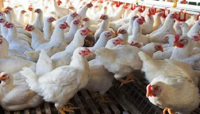 കോട്ടയം: മുട്ടക്കോഴി വിതരണം ചെയ്തു