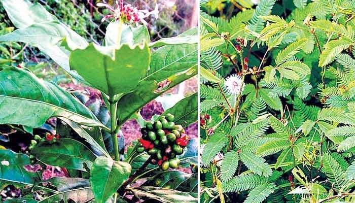 പത്തനംതിട്ട: ഔഷധഫലവൃക്ഷസസ്യങ്ങള്‍ വിതരണം ചെയ്തു
