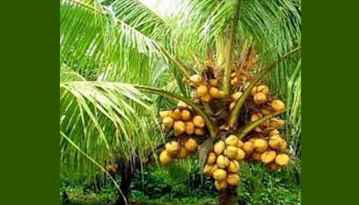 തെങ്ങിൻ തൈകൾ വിൽപനയ്ക്ക്