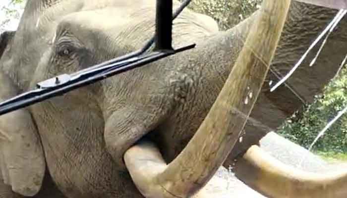 കെഎസ്ആര്‍ടിസി ബസിന്റെ മുന്‍വശത്തെ ഗ്ലാസ് കാട്ടാന തകര്‍ത്തു