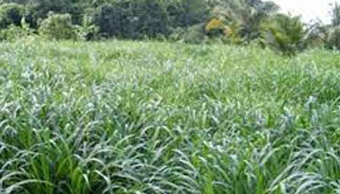 തീറ്റപ്പുല്‍ കൃഷി പദ്ധതി