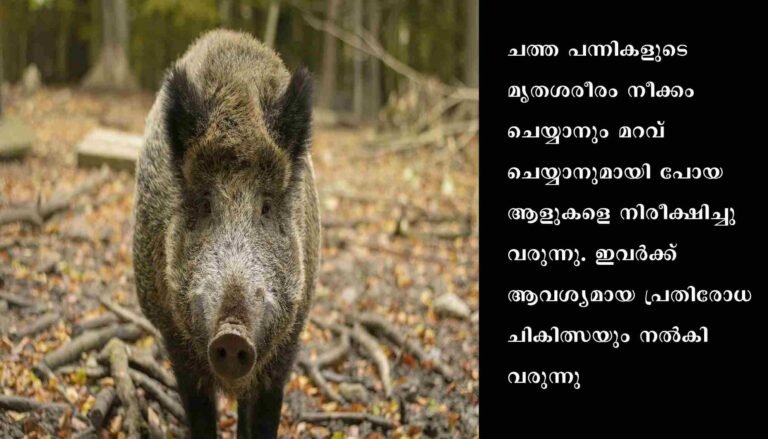 ആതിരപ്പള്ളി വനമേഖലയിലെ കാട്ടു പന്നികളിൽ ആന്ത്രാക്‌സ് രോഗബാധ സ്ഥിരീകരിച്ചു