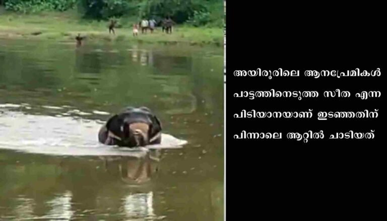 പമ്പയാറ്റിൽ കുളിക്കാനിറങ്ങിയ ഇറങ്ങിയ ആന കരക്കുകയറാതെ നാല് മണിക്കൂർ