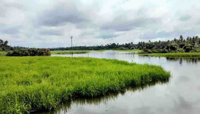 100 ഹെക്ടറില്‍ പൊക്കാളി കൃഷിയിറക്കി വരാപ്പുഴ ഗ്രാമപഞ്ചായത്ത്