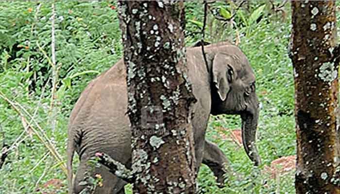 വന്യമൃഗ ശല്യം: ആനയിറങ്കലില്‍ സ്ഥിരം വാച്ചറെ നിയമിക്കും
