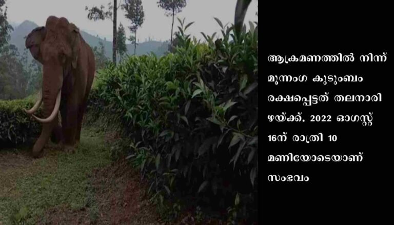 തൊഴിലാളികളെ മുൾമുനയിൽ നിർത്തി എസ്റ്റേറ്റ് മേഖലയിൽ കാട്ടാനകളുടെ വിളയാട്ടം