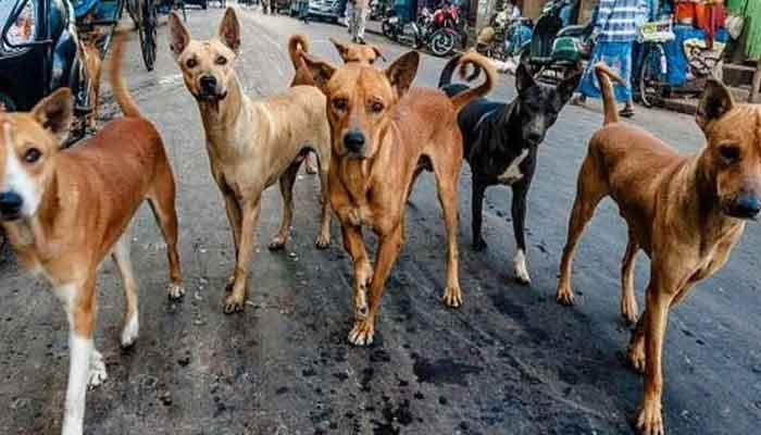തെരുവുനായ ശല്യം : എട്ടിന കർമ്മ പദ്ധതിയുമായി ആമ്പല്ലൂർ