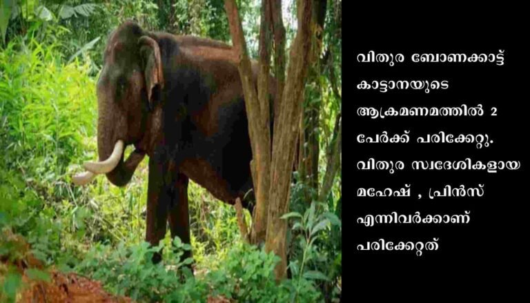 കാട്ടാനയുടെ ആക്രമണമത്തിൽ രണ്ട് പേർക്ക് പരിക്കേറ്റു