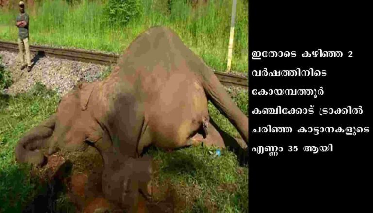 കഞ്ചിക്കോട് ട്രെയിനിടിച്ച് പരിക്കേറ്റ ഒരു കാട്ടാന കൂടി ചരിഞ്ഞു. രണ്ട് വർഷത്തിനിടെ കോയമ്പത്തൂർ കഞ്ചിക്കോട് ട്രാക്കിൽ ചരിഞ്ഞ കാട്ടാനകളുടെ എണ്ണം 35 ആയി
