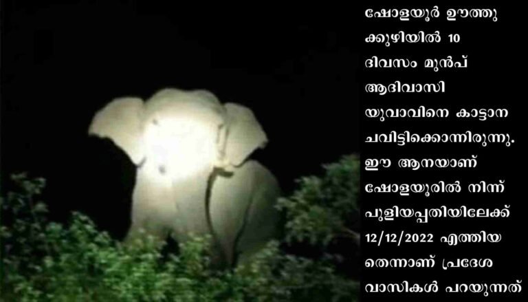 അട്ടപ്പാടി പുളിയപ്പതിയിൽ വീണ്ടും ഭീതിപരത്തി കാട്ടാന