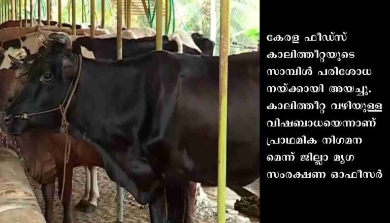 കണ്ണൂരിൽ കാലിത്തീറ്റ കഴിച്ച് 8 പശുക്കൾ ചത്ത സംഭവം: അന്വേഷണത്തിന് ഉത്തരവിട്ട് മൃഗസംരക്ഷണ വകുപ്പ്