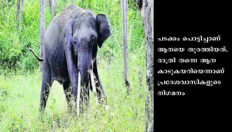 പാലക്കാട് ധോണിയിൽ വീണ്ടും കാട്ടാന ശല്യം