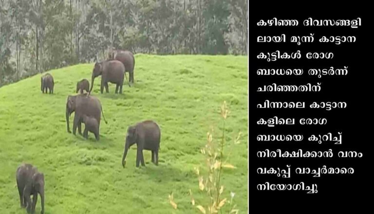 കാട്ടാന കുട്ടികളിലെ രോഗബാധ: നിരീക്ഷണത്തിന് വാച്ചര്‍മാരെ നിയോഗിച്ച് വനം വകുപ്പ്