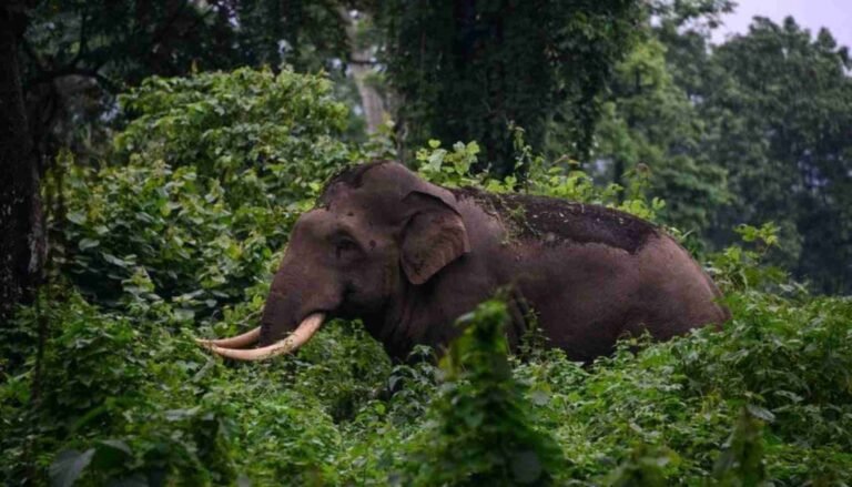 കാട്ടാന ശല്യം: കൃഷിയിടങ്ങള്‍ നശിപ്പിച്ചു