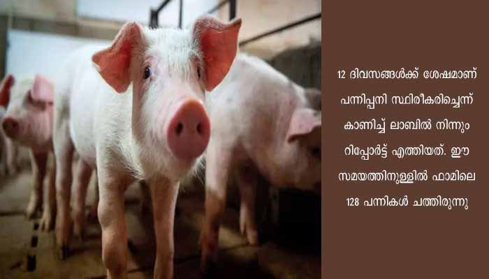 ആഫ്രിക്കന്‍ പന്നിപ്പനി; കട്ടപ്പനയില്‍ ഒറ്റ ഫാമിൽ 128 പന്നികൾ ചത്തു, 12 പന്നികളെ ദയാവധം ചെയ്‌തു