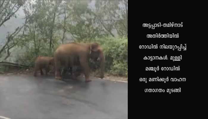 അട്ടപ്പാടി-തമിഴ്നാട് അതിർത്തിയിൽ റോഡിൽ നിലയുറപ്പിച്ച് കാട്ടാനകൾ