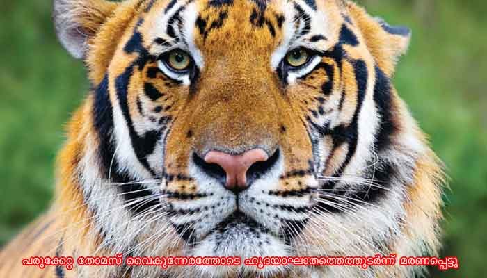കടുവയുടെ അപ്രതീക്ഷിത സാന്നിധ്യം: തൊണ്ടര്‍നാട്ടില്‍ ഭീതി; സംഘര്‍ഷം