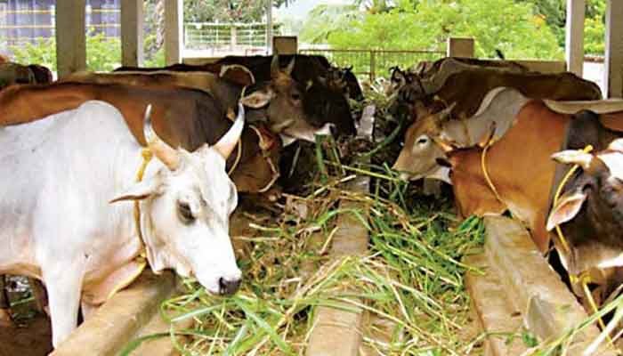 ശാസ്ത്രീയ പശുപരിപാലന പരിശീലനം ഒന്‍പത് മുതല്‍