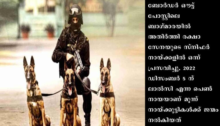 മൂന്ന് നായ്ക്കുട്ടികൾക്ക് ജന്മം നൽകി അതിർത്തി രക്ഷാ സേനയുടെ സ്‌നിഫർ നായ്