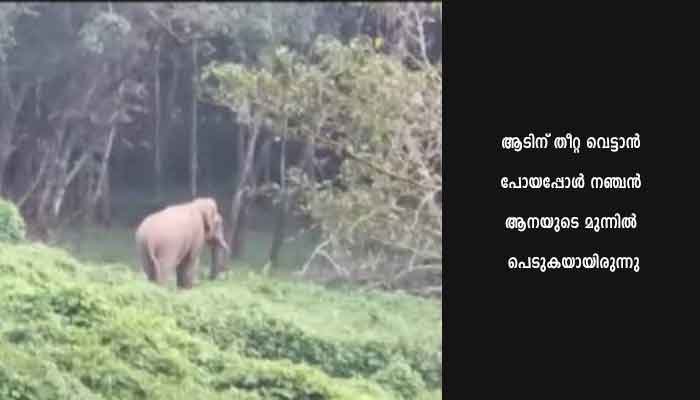 കാട്ടാന ആക്രമണത്തിൽ ആദിവാസി കൊല്ലപ്പെട്ടു