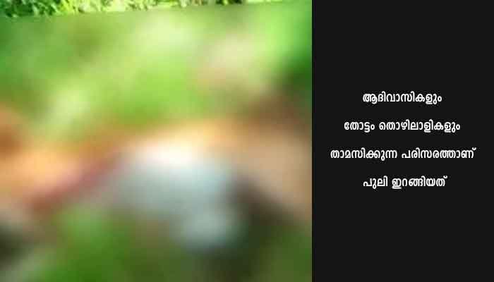 തോട്ടത്തിൽ മേഞ്ഞുനടന്ന പശുവിനെ പുലി കൊലപ്പെടുത്തി: ജനങ്ങൾ ഭീതിയിൽ