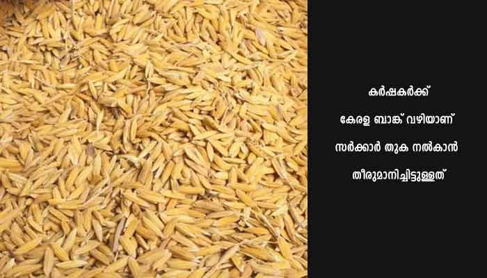 നെല്ല് സംഭരണം: രണ്ടാം വിള സംഭരണം തുടങ്ങി