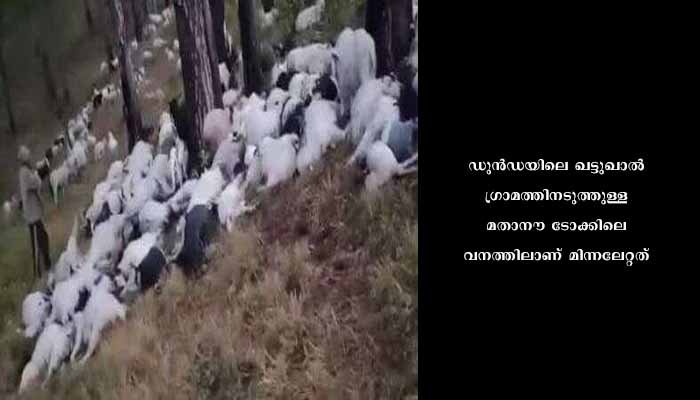 ഉത്തരാഖണ്ഡിൽ മിന്നലേറ്റ്  350 ആടുകൾ ചത്തു