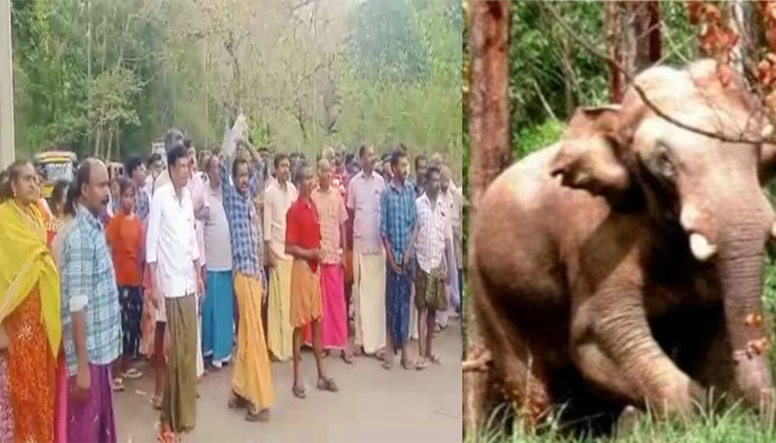 മനുഷ്യജീവൻ രക്ഷിക്കാൻ ആരുമില്ലേ ? ചിന്നക്കനാൽ മേഖലയിൽ ജനങ്ങളുടെ പ്രക്ഷോഭം ശക്തിയാർജിക്കുന്നു