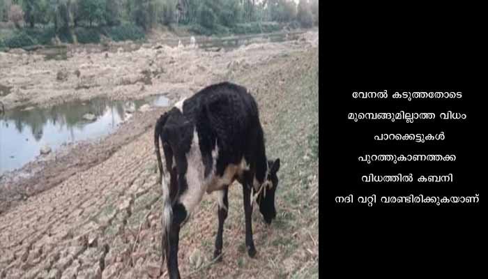 കനത്ത ചൂടിൽ കബനി നദി വറ്റിവരണ്ടിട്ടും കർണാടകയുടെ ഡാമുകളിൽ വെള്ളം സുലഭം
