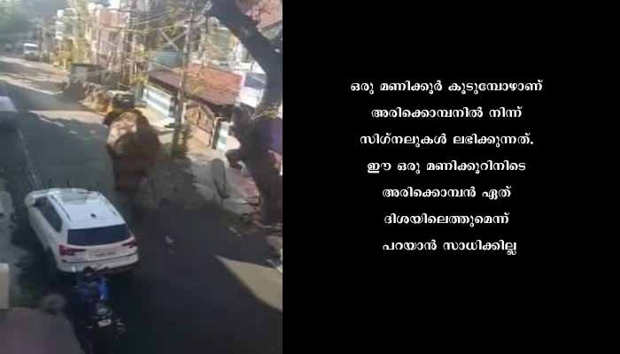 അരിക്കൊമ്പൻ കമ്പം ടൗണിൽ: നിരത്തിലെത്തി വാഹനങ്ങൾ തകർത്തു