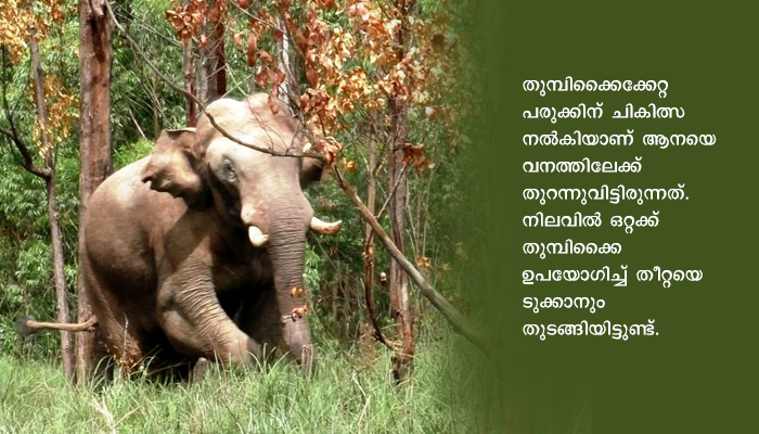 അരിക്കൊമ്പൻ കാട്ടാനയുടെ നീക്കങ്ങളിൽ ആശങ്ക വേണ്ട : കന്യാകുമാരി ജില്ലാ കളക്ടർ