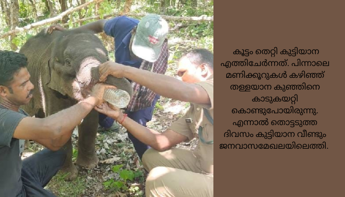 അട്ടപ്പാടിയിലെ കുട്ടിയാന അമ്മയെ കാണാതെ ചരിഞ്ഞു
