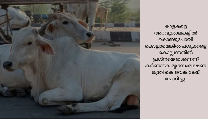 ഗോവധ നിരോധനം’ നീക്കാനൊരുങ്ങി കർണാട<br>13 വയസ്സ് പൂർത്തിയായതോ, സാരമായ രോഗമുള്ളതോ ആയ കാളകളെ മാത്രമേ മാംസാവശ്യത്തിനായി കൊല്ലാൻ പാടുള്ളൂവെന്നായിരുന്നു 2020 ൽ ബിജെപി സർക്കാർ പാസാക്കിയ നിയമനം