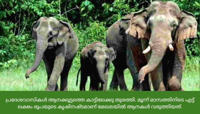 അട്ടപ്പാടിയില്‍ കൃഷി നശിപ്പിച്ച് പടയപ്പ