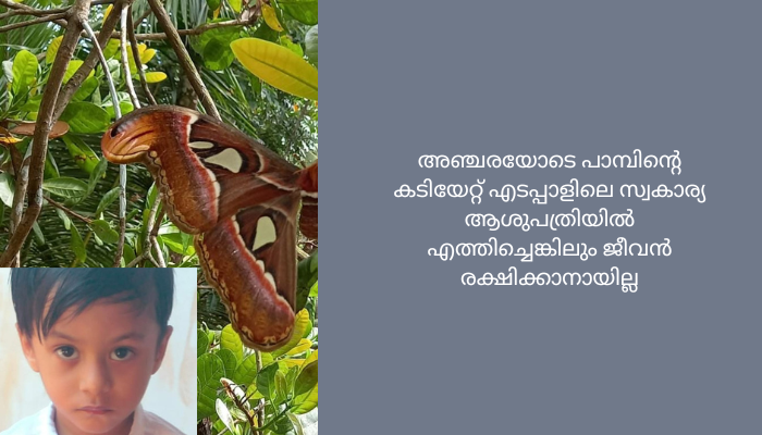 കുറ്റിപ്പുറം തൃക്കണാപുരത്ത് അണലിയുടെ കടിയേറ്റ നാല് വയസുകാരൻ മരിച്ചു