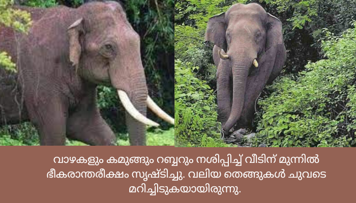 ആറളം ഫാം പുനരധിവാസമേഖലയിലും കച്ചേരിക്കടവിലും കാട്ടാനയിറങ്ങി കൃഷിനാശം.