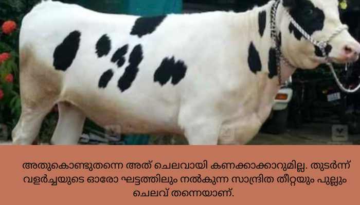 പശുവിന്റെ ആദ്യ പ്രസവത്തിനു ചെലവ് 90,000 രൂപ