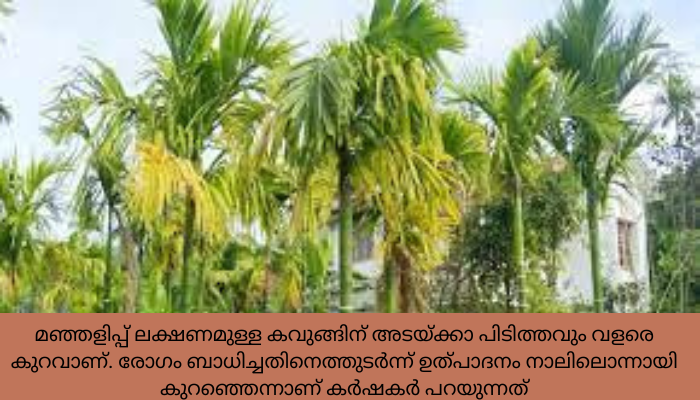മഞ്ഞളിപ്പ് രോഗത്തില്‍ വലഞ്ഞ് കവുങ്ങ് കര്‍ഷകര്‍