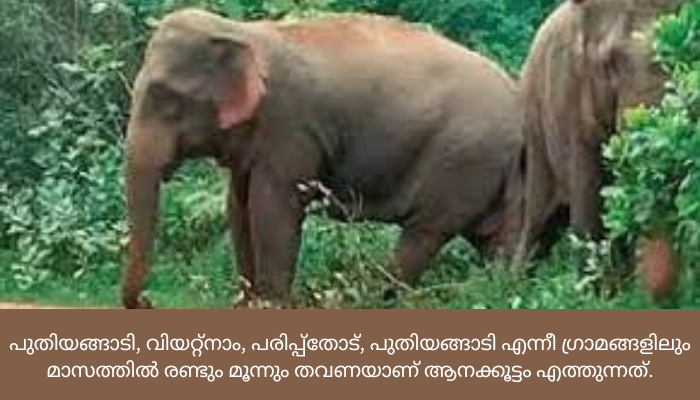 ആനഭീഷണിയിൽ മലയോരത്തെ 40-ഓളം ഗ്രാമങ്ങൾ