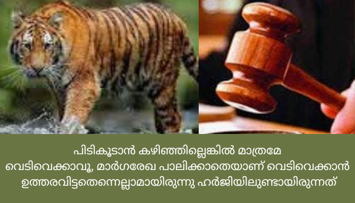 വയനാട്ടിലെ നരഭോജി കടുവയെ വെടിവെക്കാനുള്ള ഉത്തരവ് റദ്ദാക്കണമെന്ന ഹർജി ഹൈക്കോടതി തള്ളി; ഹരജിക്കാരന് 25000 രൂപ പിഴ