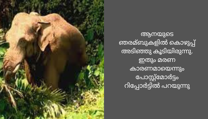 തണ്ണീര്‍ കൊമ്പൻ ചരിഞ്ഞത് ഹൃദയാഘാതം മൂലം
