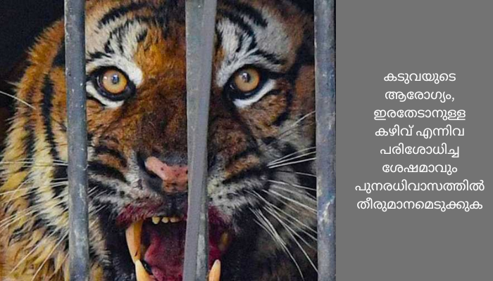 മുള്ളൻകൊല്ലിയിൽ ഭീതി പരത്തിയ കടുവ കൂട്ടിൽ