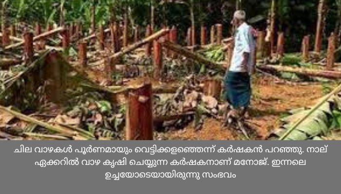 വീണ്ടും കെഎസ്‌ഇബിയുടെ വാഴവെട്ട്; നടപടി വെെദ്യുതി കമ്ബിക്ക് കീഴിലാണെന്ന് ചൂണ്ടിക്കാട്ടി